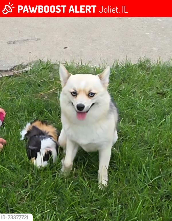 Lost Female Dog last seen Buell and raynor ave, Joliet, IL 60435