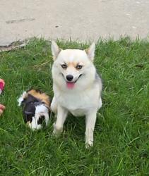 Lost Female Dog last seen Buell and raynor ave, Joliet, IL 60435