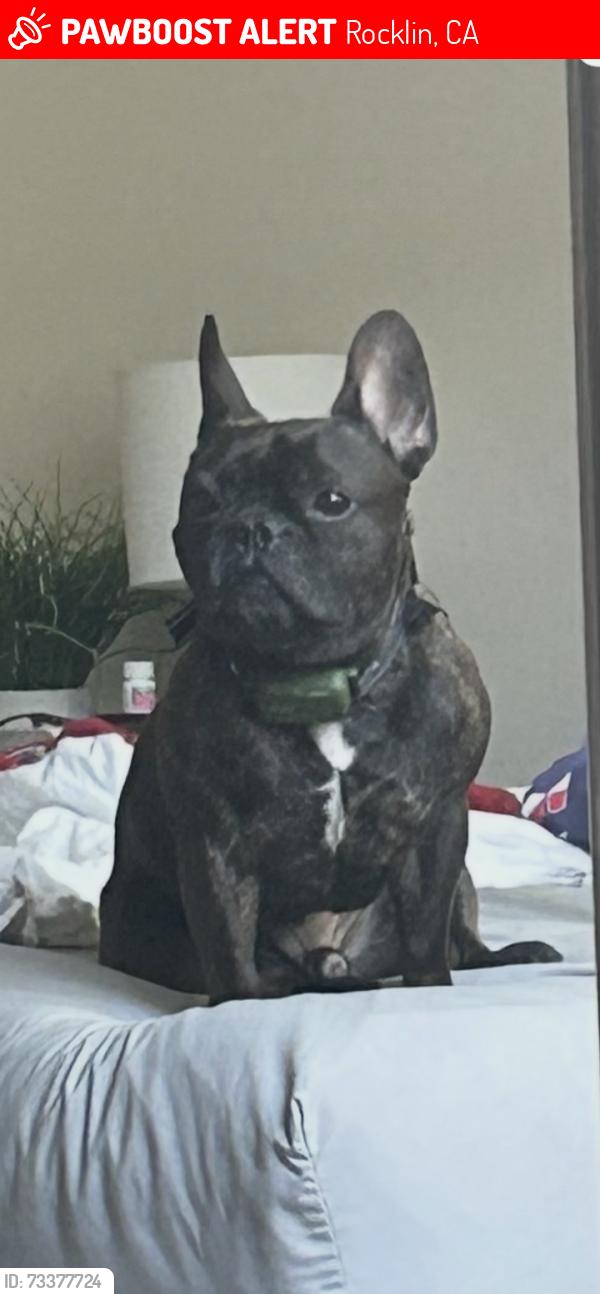 Lost Male Dog last seen Stoney and Stanford Ranch, Rocklin, CA 95765