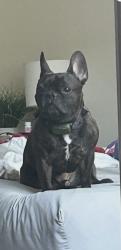 Lost Male Dog last seen Stoney and Stanford Ranch, Rocklin, CA 95765