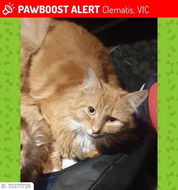 Lost Male Cat last seen Ogilvy rd, Clematis, VIC 3782