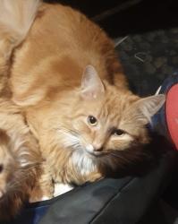 Lost Male Cat last seen Ogilvy rd, Clematis, VIC 3782