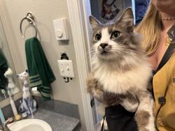 Found/Stray Unknown Cat last seen 125th PL, Portland, OR 97230