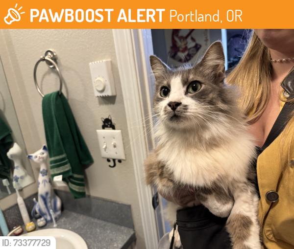 Found/Stray Unknown Cat last seen 125th PL, Portland, OR 97230