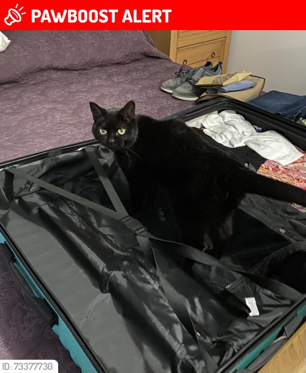 Lost Female Cat last seen Windsor Park Gardens and White Woman Lane, Norfolk, England NR6 7PT