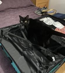 Lost Female Cat last seen Windsor Park Gardens and White Woman Lane, Norfolk, England NR6 7PT