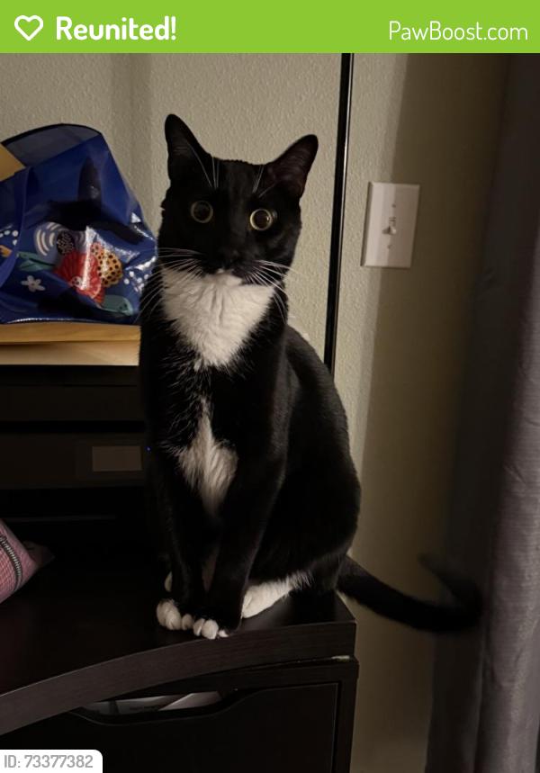 Reunited Male Cat last seen Pine Top Dr Valrico, FL 33594, Valrico, FL 33594