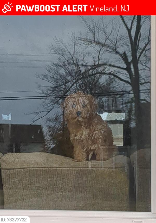 Lost Female Dog last seen Yale terrace and Linda lane, Vineland, NJ 08360