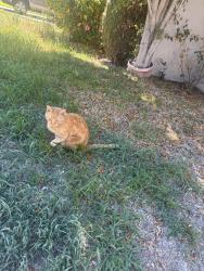 Lost Male Cat last seen Gladstone St, San Dimas, CA 91773