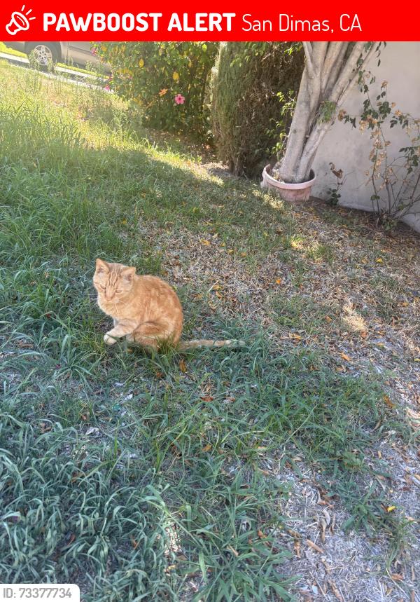 Lost Male Cat last seen Gladstone St, San Dimas, CA 91773