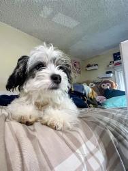 Lost Male Dog last seen Madison. 5722 Callie lane, Sacramento, CA 95841