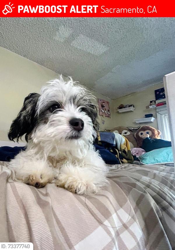 Lost Male Dog last seen Madison. 5722 Callie lane, Sacramento, CA 95841