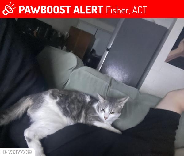 Lost Male Cat last seen Nullagine street off Ballarat street, Fisher, ACT 2611