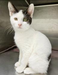Shelter Stray Female Cat last seen Dumped in OAS front parking lot this morning, Oakland,, 1101 29th Ave, Oakland, CA 94601, USA
