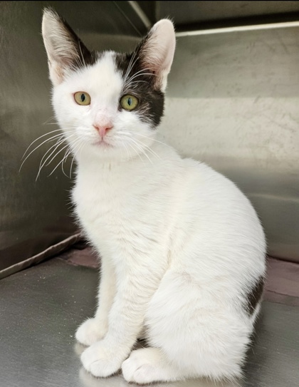 Shelter Stray Female Cat last seen Dumped in OAS front parking lot this morning, Oakland,, 1101 29th Ave, Oakland, CA 94601, USA