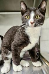 Shelter Stray Male Cat last seen Dumped in OAS front parking lot this morning, Oakland,, 1101 29th Ave, Oakland, CA 94601, USA