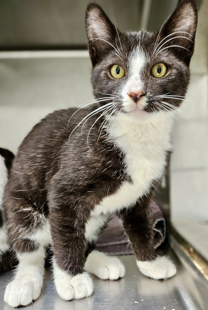 Shelter Stray Male Cat last seen Dumped in OAS front parking lot this morning, Oakland,, 1101 29th Ave, Oakland, CA 94601, USA
