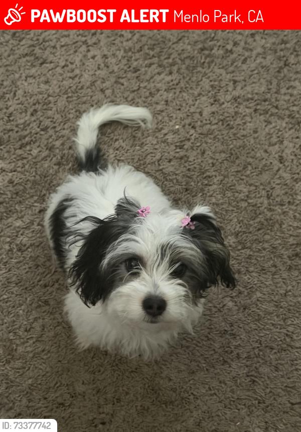 Lost Male Dog last seen Near callie lane, Menlo Park, CA 94025