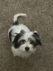 Lost Male Dog last seen Near callie lane, Menlo Park, CA 94025