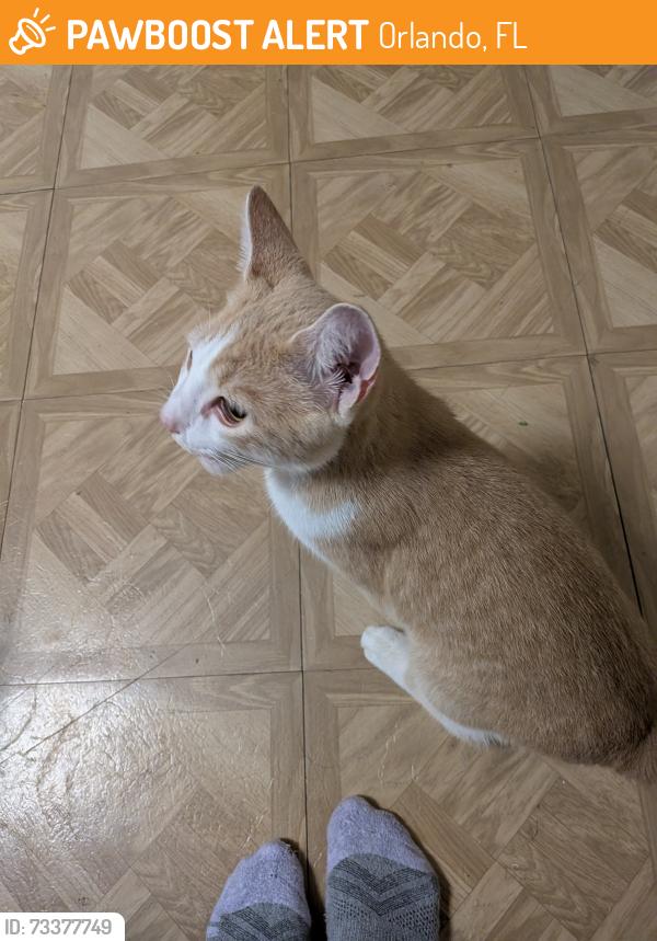 Found/Stray Male Cat last seen Cambridge Circle, Orlando, FL 32817