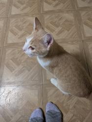 Found/Stray Male Cat last seen Cambridge Circle, Orlando, FL 32817