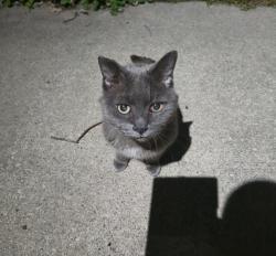 Found/Stray Male Cat last seen Near Boydson Drive, Toledo, OH 43623