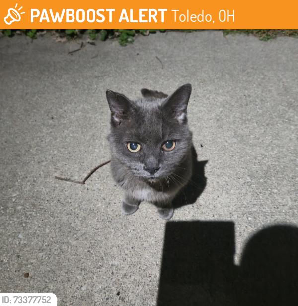 Found/Stray Male Cat last seen Near Boydson Drive, Toledo, OH 43623