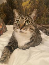 Lost Female Cat last seen Ross Bridge Village Center, Hoover, AL 35226