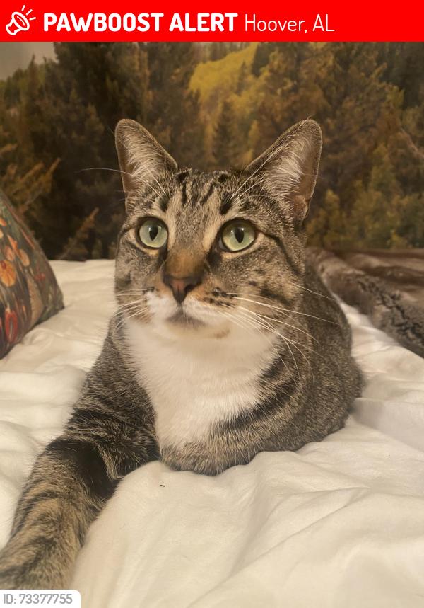 Lost Female Cat last seen Ross Bridge Village Center, Hoover, AL 35226
