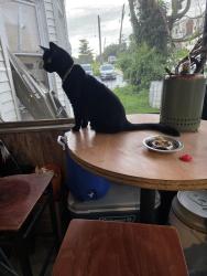Reunited Female Cat last seen The box tavern, Linwood, PA 19061