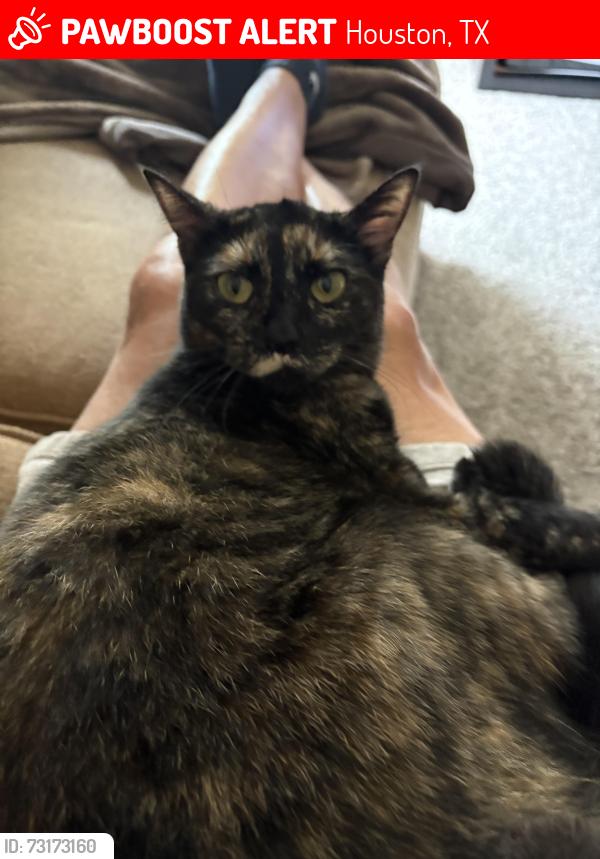 Lost Female Cat last seen Near the Wyndham hobby airport hotel, Houston, TX 77061