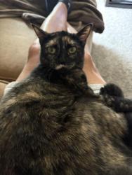 Lost Female Cat last seen Near the Wyndham hobby airport hotel, Houston, TX 77061