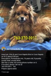 Lost Female Dog last seen Zilla & Coon rapids blvd, Coon Rapids, MN 55448