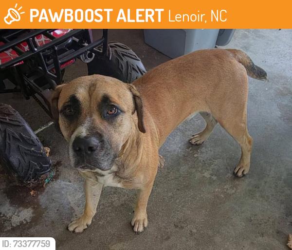 Found/Stray Unknown Dog last seen Near church, Lenoir, NC 28645
