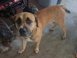 Found/Stray Unknown Dog last seen Near church, Lenoir, NC 28645