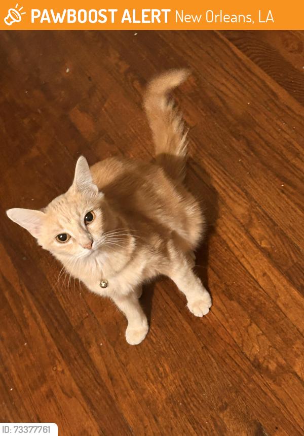 Found/Stray Unknown Cat last seen Brothers, New Orleans, LA 70130