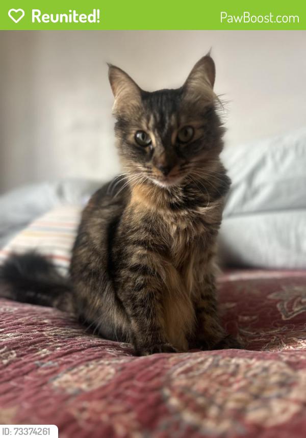 Reunited Female Cat last seen Manhattan Beach Blvd by RJ’s Construction, Lawndale, CA 90260