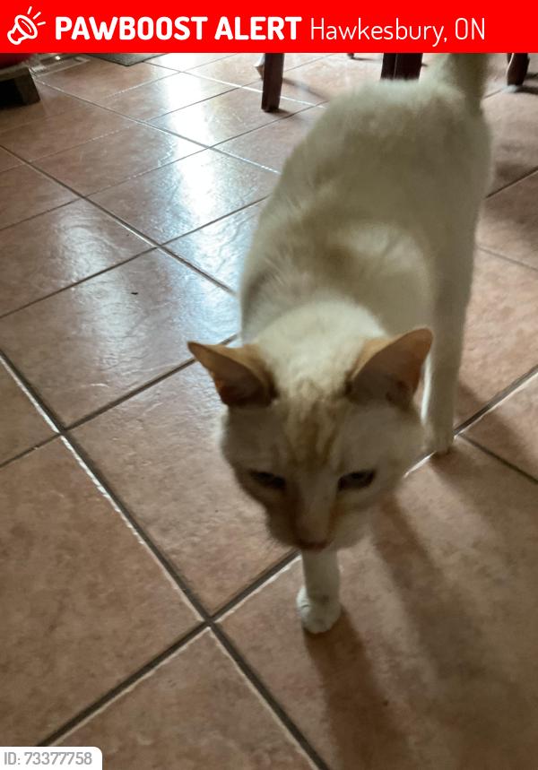 Lost Male Cat last seen Patte road near the bridge, Hawkesbury, ON 
