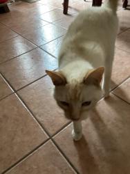 Lost Male Cat last seen Patte road near the bridge, Hawkesbury, ON 