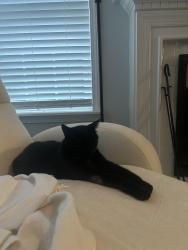 Reunited Female Cat last seen Grove park, Durham, NC 27703
