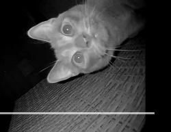 Reunited Male Cat last seen Winston Churchill and Derry, Mississauga, ON 