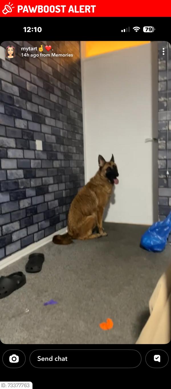 Lost Female Dog last seen Shops, West Midlands, England CV6 3HE