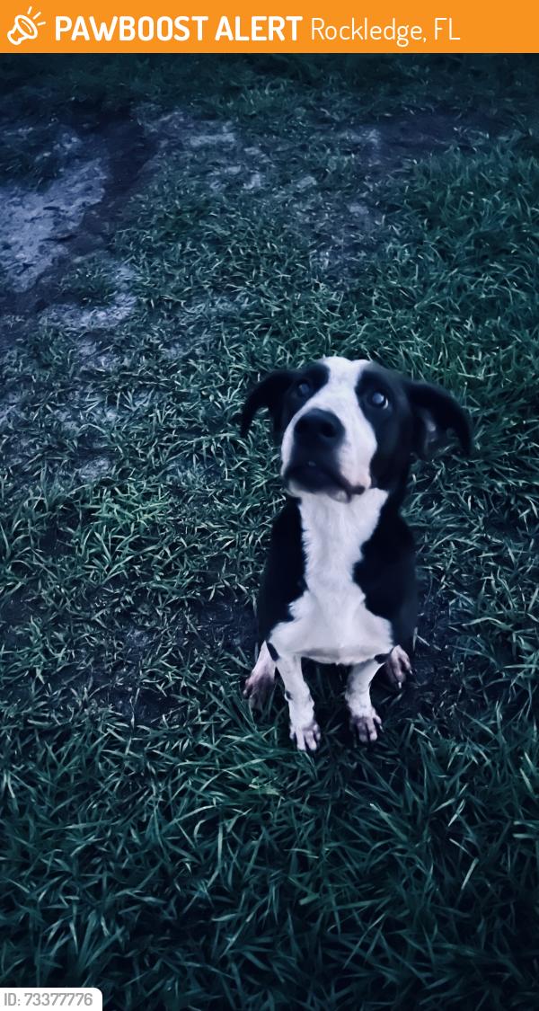 Found/Stray Female Dog last seen Woodhaven Apts near Eyster and Fiske, Rockledge, FL 32955