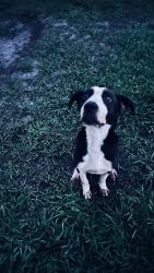 Found/Stray Female Dog last seen Woodhaven Apts near Eyster and Fiske, Rockledge, FL 32955