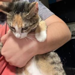 Found/Stray Unknown Cat last seen Celia Dr, buena vista rd, Columbus, GA 31907