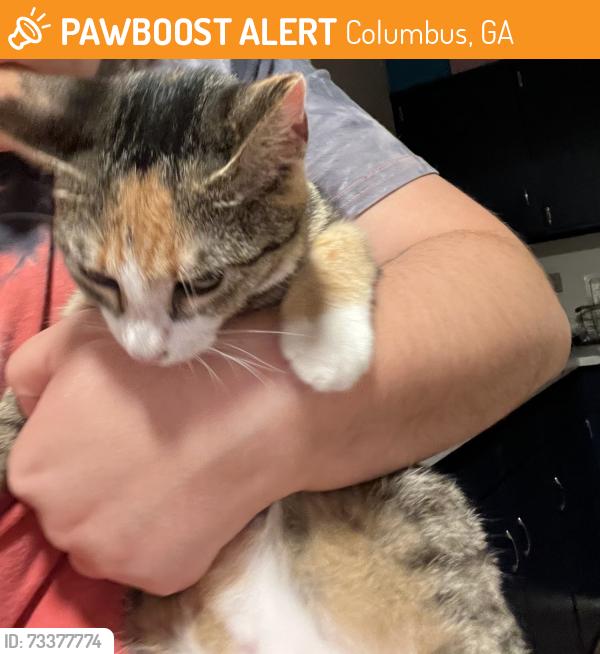 Found/Stray Unknown Cat last seen Celia Dr, buena vista rd, Columbus, GA 31907