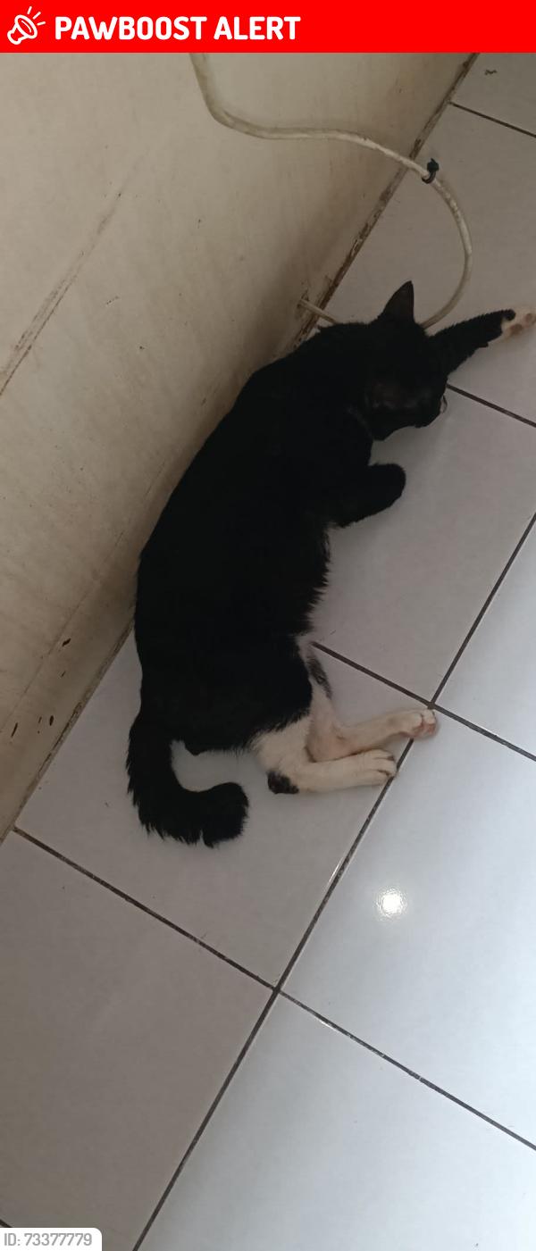 Lost Male Cat last seen Jalan PJU10/10G Saujana Damansara Damai, Petaling Jaya, Selangor 