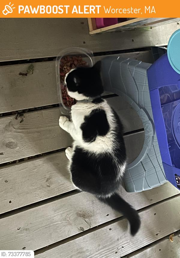 Found/Stray Unknown Cat last seen Green Hill Park Trail, Worcester, MA 01605