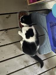 Found/Stray Unknown Cat last seen Green Hill Park Trail, Worcester, MA 01605