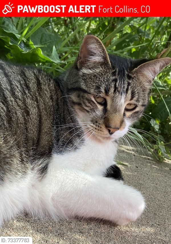 Lost Male Cat last seen Sheffield and Sheffield Ct, Fort Collins, CO 80526